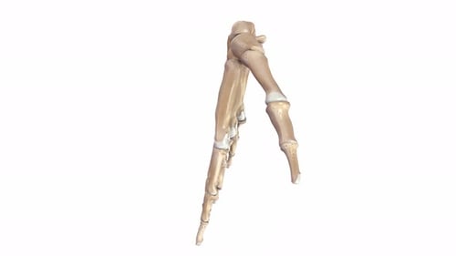 3D Human Hand Skeleton Anatomy Rotation