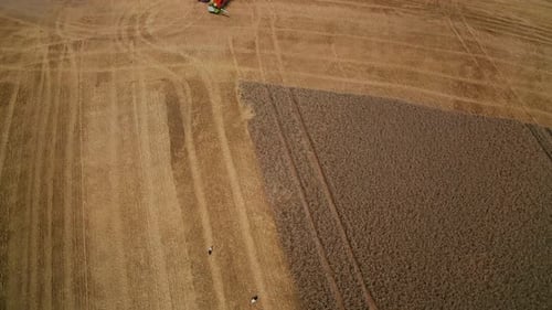 Storks walking by the cut fields. Part of the farmland is still uncut. View from below.
