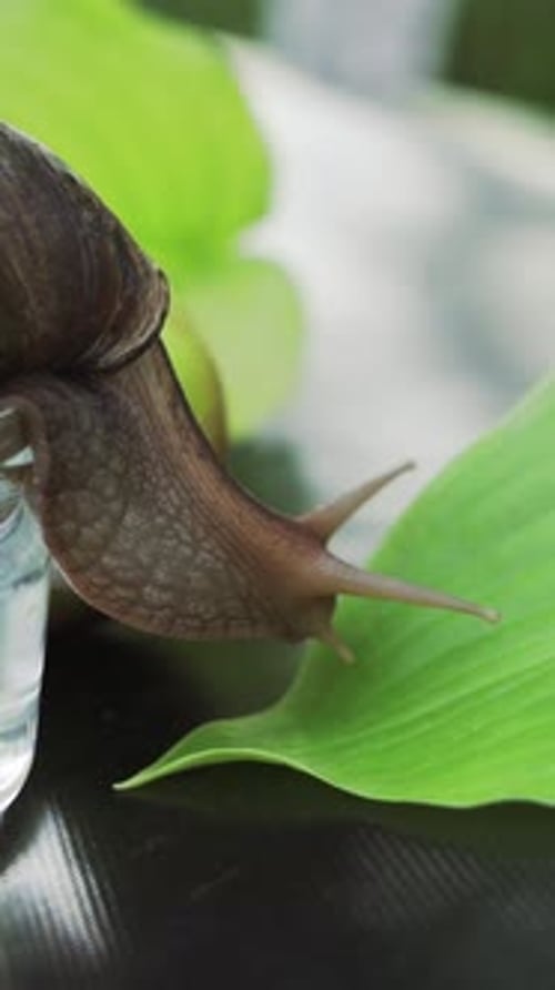 Eine große braune Schnecke kriecht aus dem Wasserkrug zum grünen Blatt auf dem Tisch im Zimmer.