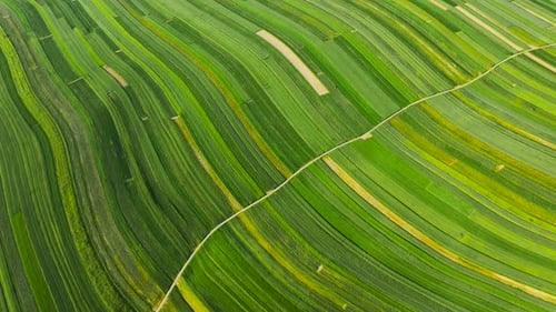 Aerial View of Decorative Ornaments of Diverse Green Fields