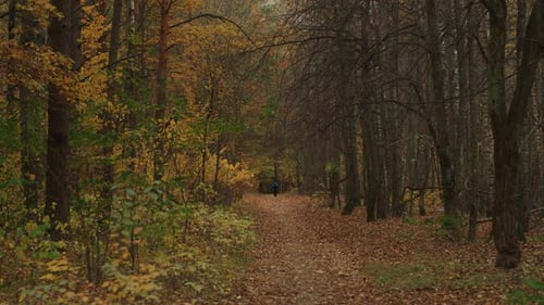 Woman Carrying Backpack Practices Nordic Walking with Poles and Goes Along Path in an Autumn Forest