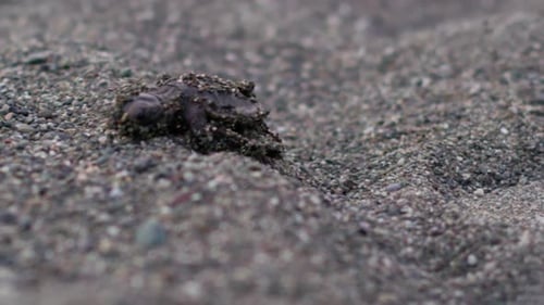 Hawksbill sea turtle moving forward at a Caribbean coast beach