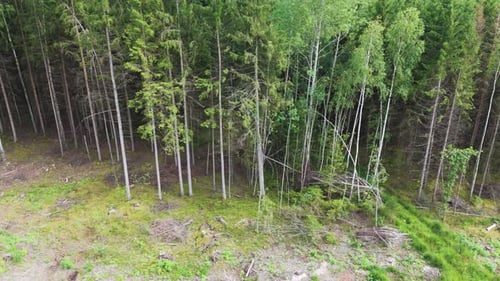 Dense and deep forest, low angle aerial side view
