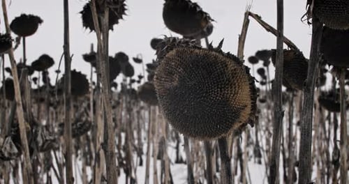 Trockenes Sonnenblumenfeld mit im Winter unkultiviertem Schnee