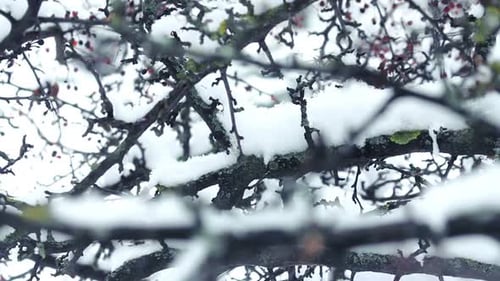 Arbre avec des baies dans des arrière-plans d'hiver