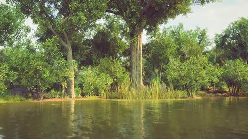 Lush Greenery Surrounding a Calm River on a Sunny Day in a Tranquil Forest