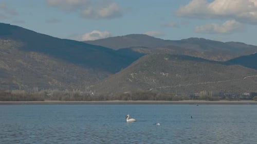 An exotic landscape of a Island, Hawaii mountains, blue ocean, wildlife in the water, white pelican,