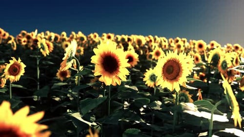 Ein lebendiges Sonnenblumenfeld vor einem klaren blauen Himmel