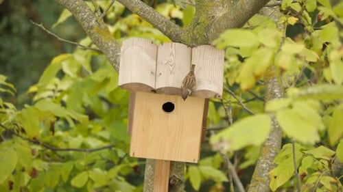 Caixa de seleção do pardal arbóreo, estática.