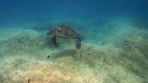 Grüne Meeresschildkröte, umgeben von kleinen Rifffischen in der Nähe des Meeresbodens im tiefblauen Meer. - Unterwasser