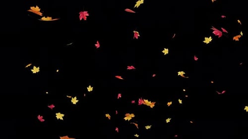 Falling Maple Leaves on Transparent Alpha Loop 4K