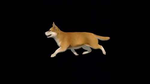 Corgi Dog Happy Run Loop