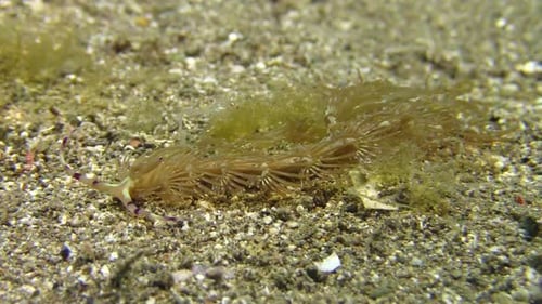 yellow-brownish version of nudibranch pteraeolidia ianthina turning around on sandy bottom, well cam