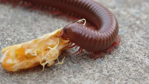 Close-up of a millipede feeding on fruit, showcasing its segmented body and texture.
