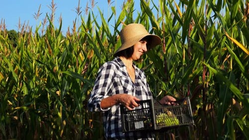 Female Farmer with Plastic Harvest Box Explores Corn Stems While Going at Field Adult Beautiful