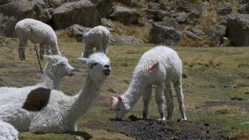 Close up shot of a herd of domesticated Peruvian llamas grazing and resting in a green field.
