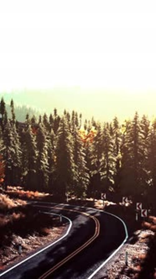 An Empty Road Winding Through a Beautiful Forest at Sunset
