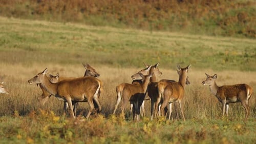 Herd of Red Deer Gathering in Grassy Meadow Under Warm Sunlight Group of Wild Deer Grazing and