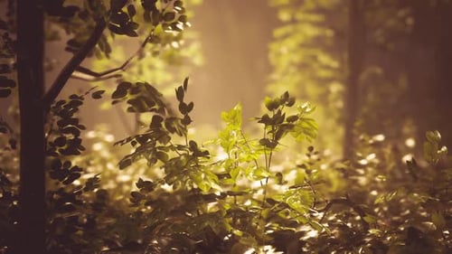 Sunlight Filtering Through Lush Green Leaves in a Tranquil Forest