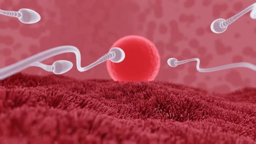 Sperm Cells Approaching Egg Cell in Fertilization Process