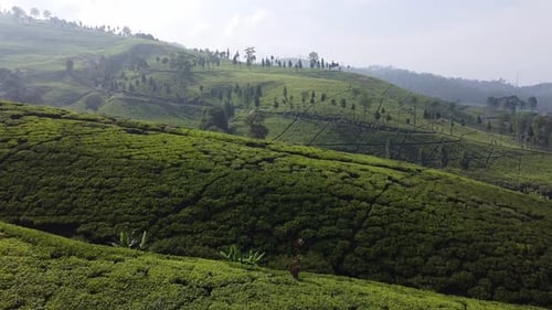 Drohnenansicht der Green Tea Hills