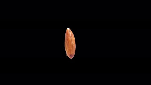 Rotating almond isolated on editable black background Stereoscopic 3D visualisation