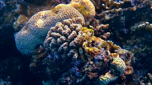 Coral reefs in Red Sea in Egypt