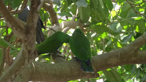 Two Green Eclectus Parrots Sitting On A Tree In The Forest In Queensland. Eclectus Roratus. closeup