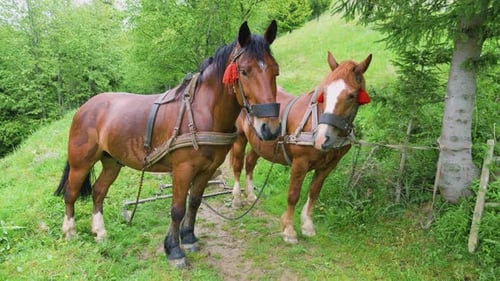 Working horses in a traditional harness graze on a lawn in the forest.