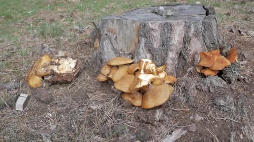 Mushrooms growing on a tree stump in a peaceful forest setting
