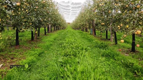 Agricultural Workers tending Apple Orchard with netting, Tracking Shot