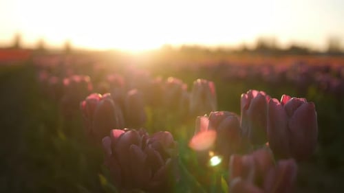 Close up shot of pink tulips with lens flare during golden hour