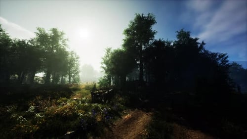 Autumn Forest Scenery with Rays of Warm Light