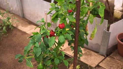 Bell Pepper Plant With Green And Red Fruits Growing In The Greenhouse. tilt-up
