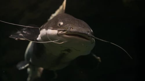 Barred sorubim swimming slowly in a aquatic landscape, close up tracking shot, dark background