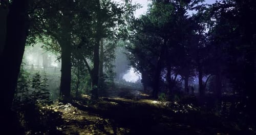 Moody Forest Pathway Illuminated By Soft Light During Early Morning Hours