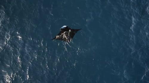 Graceful Manta Ray Swimming in the Blue Ocean
