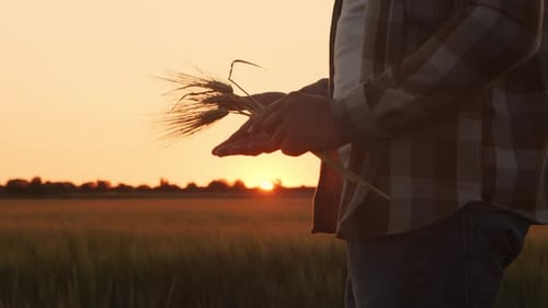 Farmer in Front of a Sunset Agricultural Landscape Man in a Countryside Field Country Life Food