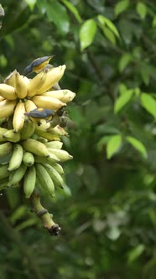 Group of Orange bellied flowerpecker birds eating bananas in the garden