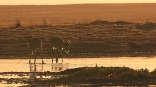 Saiga Antelope drinking water at sunset