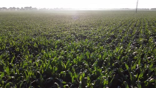 Cornfield