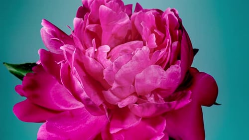 Red Peony Open Flower in Time Lapse on a Gray Background. Wedding Concept. Side View on Pink Flower