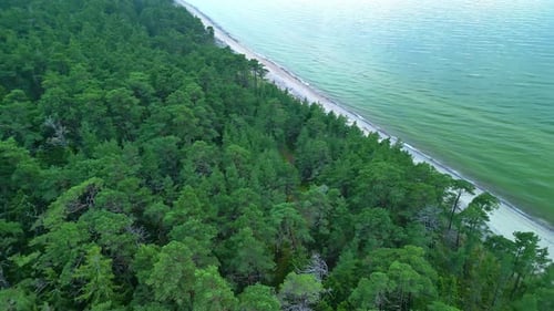 Sandy beach and green forest on sea coastline, aerial drone view
