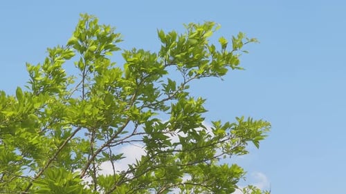 Hojas de árbol verdes frescas contra el cielo azul