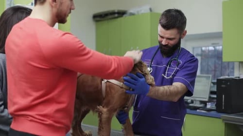 Dog at Veterinarian Clinic with Owners Present