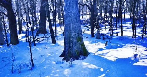 Winter Forest Landscape with Snow Covered Trees Under Bright Clear Sky