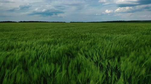 Junger Weizen auf dem Feld. Luftbild einer großen grünen Wiese