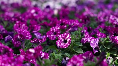 Vibrant close up of spotted purple petunias in a breezy day