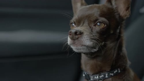 Curious Chihuahua Dog in a Car Seat