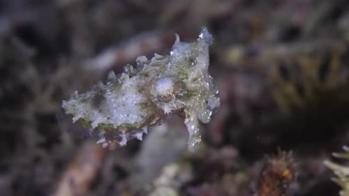 Cuttlefish during the night. Closeup view